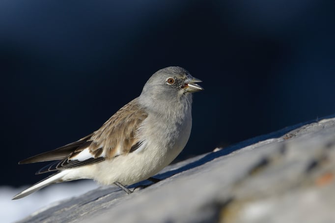 Schneefink, auch Schneesperling (Montifringilla nivalis)