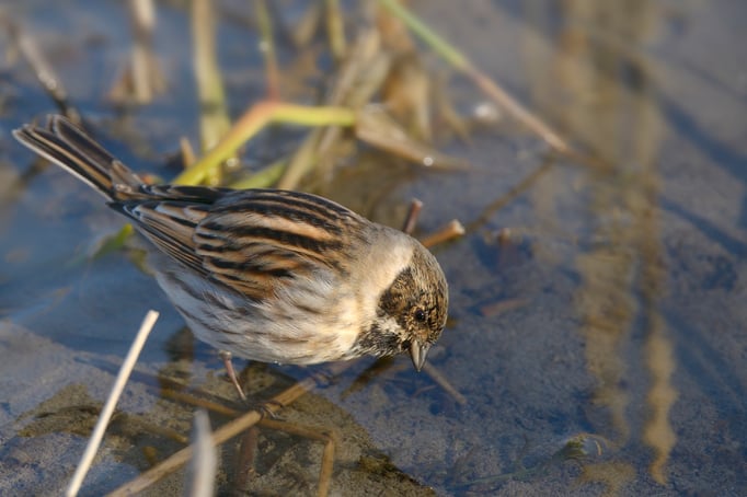 Rohrammer (auch Rohrspatz, Emberiza schoeniclus)