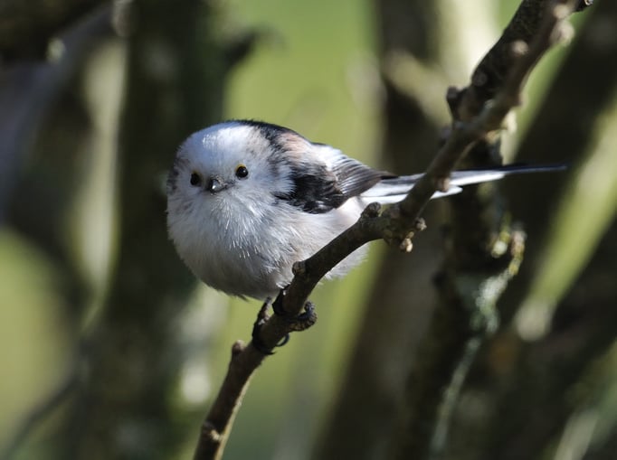nördliche Schwanzmeise