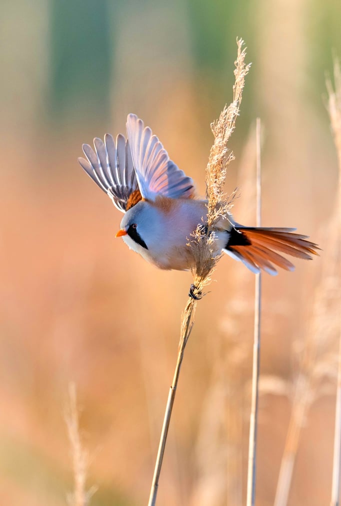 Bartmeise (Panurus biarmicus); 7.10.2017; Grande Cariçaie, Neuenburgersee