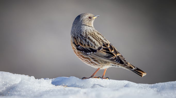 Alpenbraunelle; Gemmi, 9.2.2022