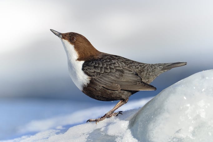 Eurasische Wasseramsel (Cinclus cinclus); Kuusamo (FI); 5. April 2013