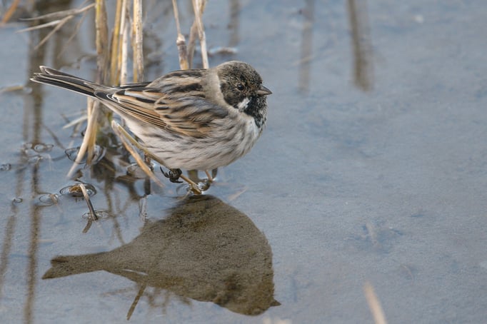 Rohrammer (auch Rohrspatz, Emberiza schoeniclus)