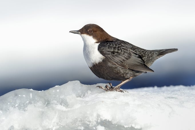 Eurasische Wasseramsel (Cinclus cinclus); Kuusamo (FI); 5. April 2013