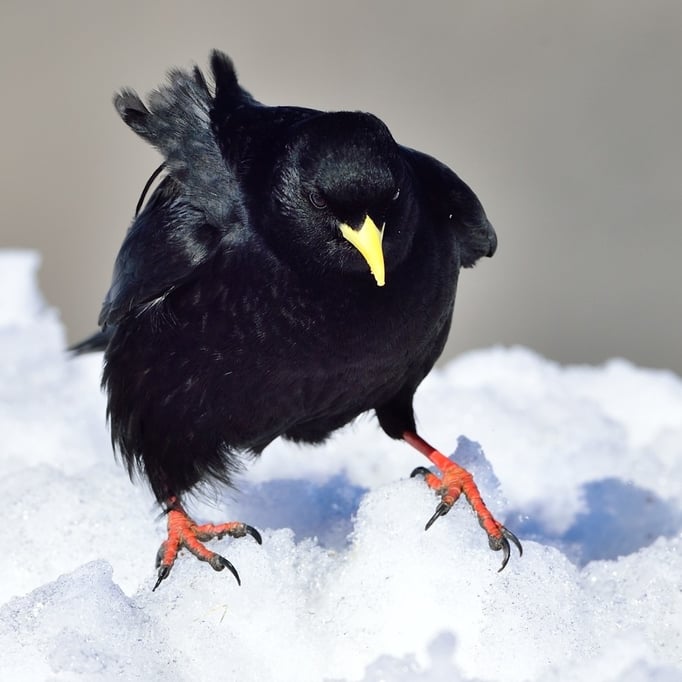 Alpendohle (Pyrrhocorax graculus); Gemmi, 20.3.2016
