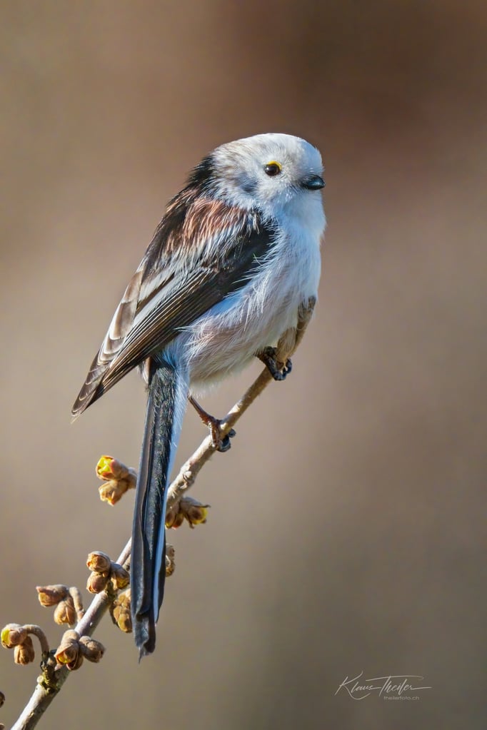 Nördliche Schwanzmeise, Luzern Oberseeburg, 29.1.22