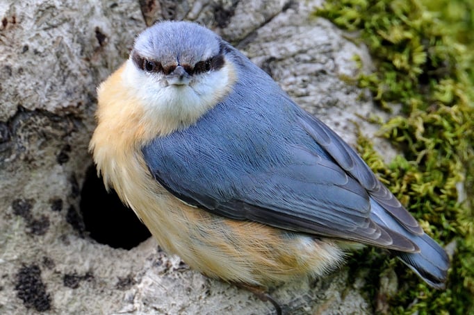 Kleiber (Sitta europaea); Flachsee; 21-4-12