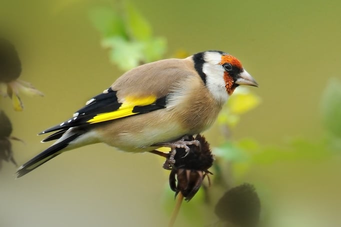 Stieglitz (Carduelis carduelis), auch Distelfink 