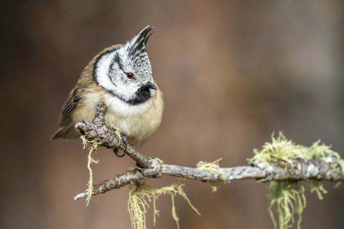 Haubenmeise; 20.10.2020: Stazersee