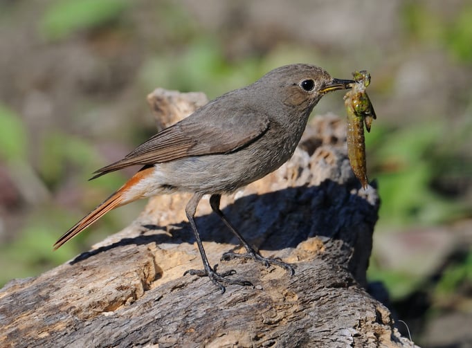 Hausrotschwanz mit Futter