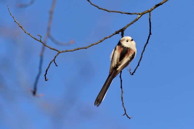 Schwanzmeise (Aegithalos caudatus); Stephanstag 2015; Lido Luzern