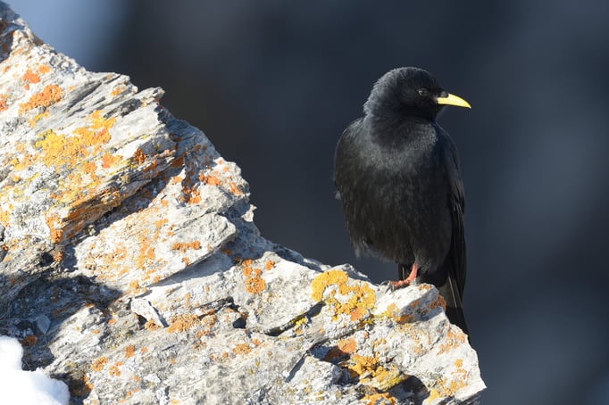 Alpendohle (Pyrrhocorax graculus)