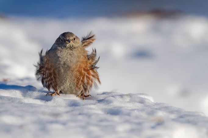 Alpenbraunelle (Prunella collaris) 22.1.2017