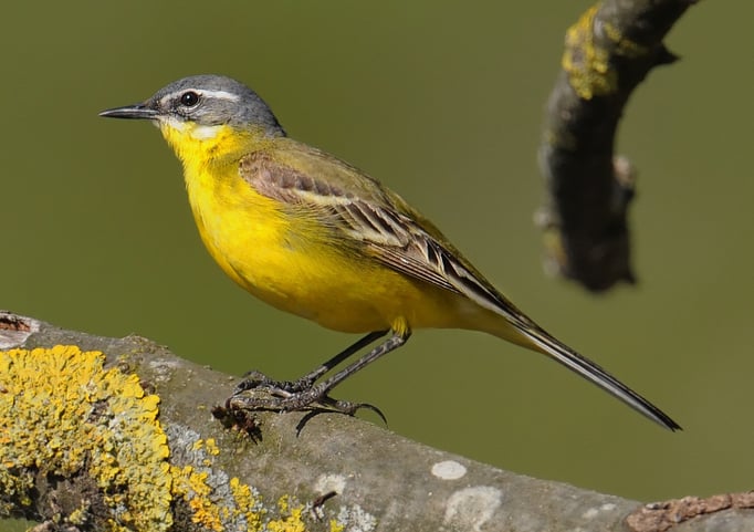 Schafstelze (Motacilla flava)