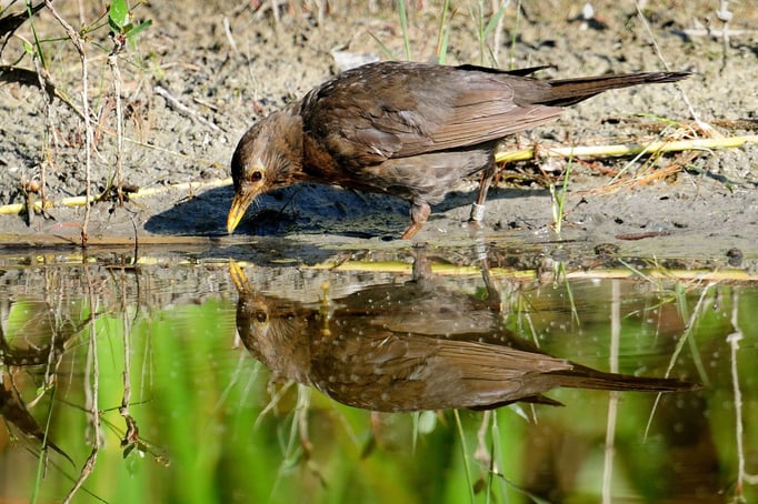 Amsel (Turdus merula); La Sauge; 11-8-2012