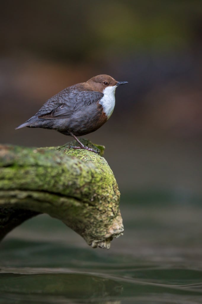 Wasseramsel; 17.5.2020; Baselbiet