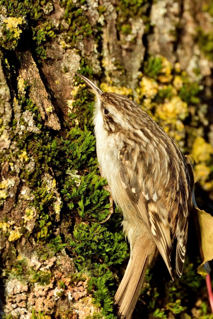 Gartenbaumläufer (Certhia brachydactyla); Lido Luzern; Stephanstag 2015
