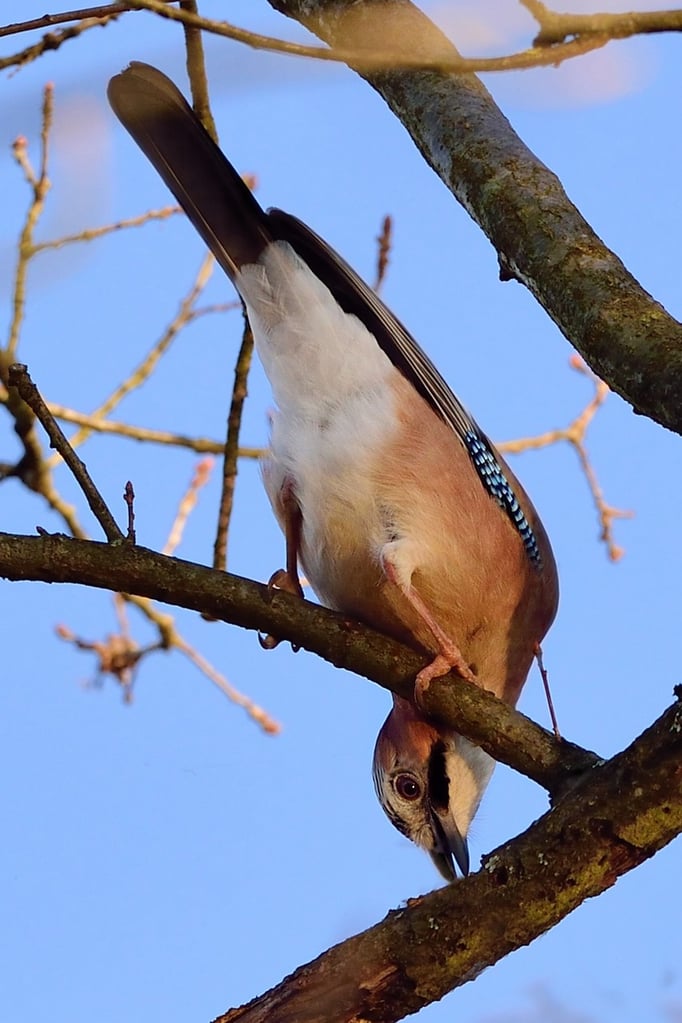 Eichelhäher (Garrulus glandarius); Petite Camargue Alsacienne; 6. Dezember 2015