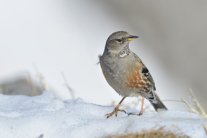 Alpenbraunelle (Prunella collaris)