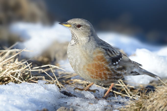 Alpenbraunelle (Prunella collaris)