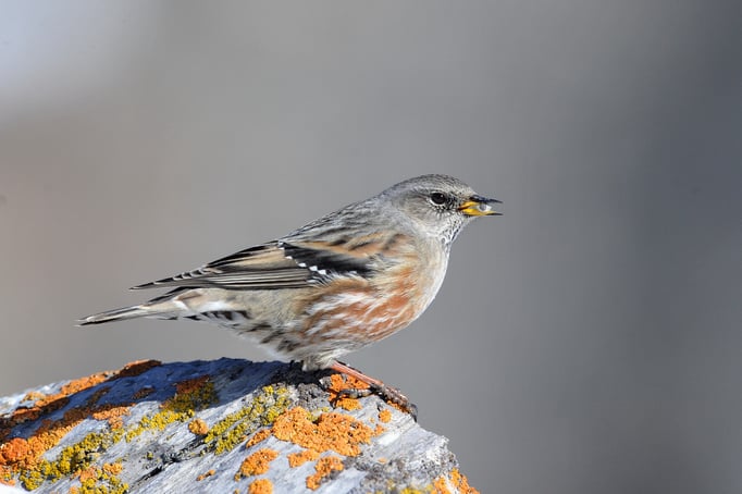 Alpenbraunelle (Prunella collaris)