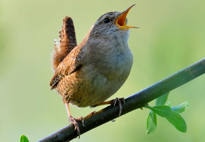 Zaunkönig (Troglodytes troglodytes)