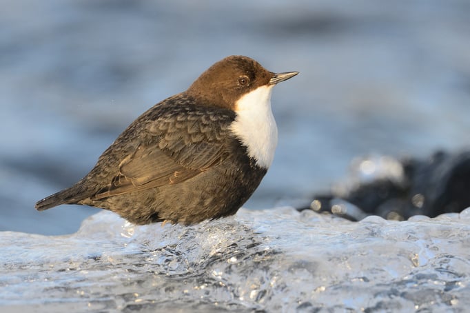 Wasseramsel oder Eurasische Wasseramsel (Cinclus cinclus)
