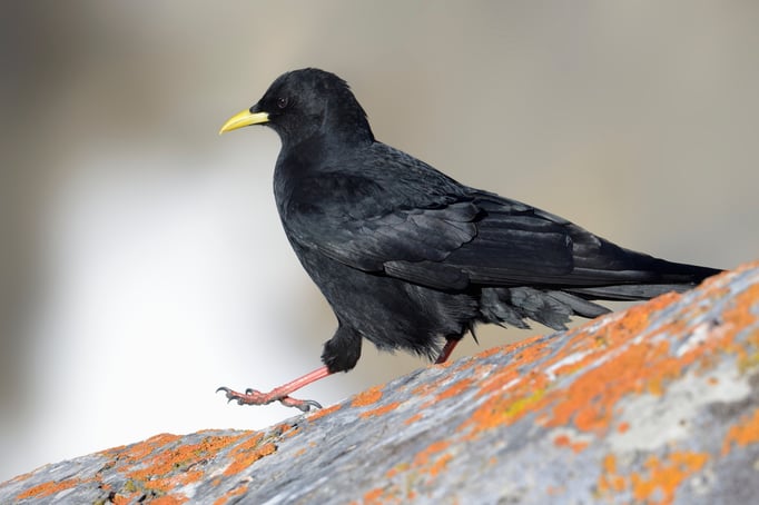 Alpendohle (Pyrrhocorax graculus)