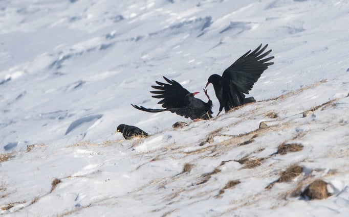 Alpenkrähen (Pyrrhocorax pyrrhocorax) im Zweikampf; (Schiri: Alpendohle)