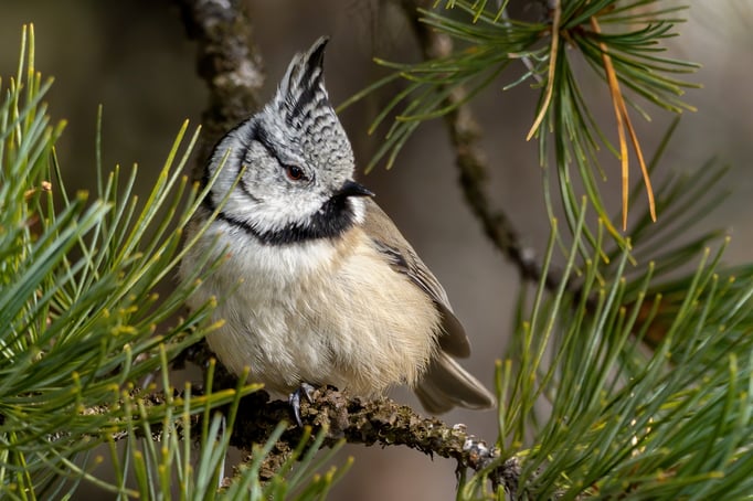 Haubenmeise; 20.10.2020; Stazersee