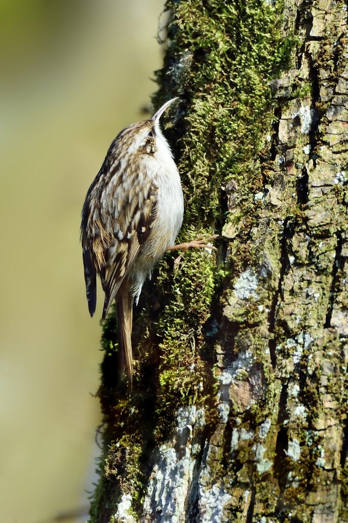 Gartenbaumläufer (Certhia brachydactyla); Lido Luzern; Stephanstag 2015