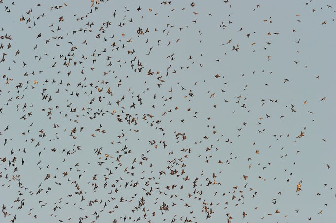 Bergfink oder Nordfink (Fringilla montifringilla); Vendlincourt; 01-14-12