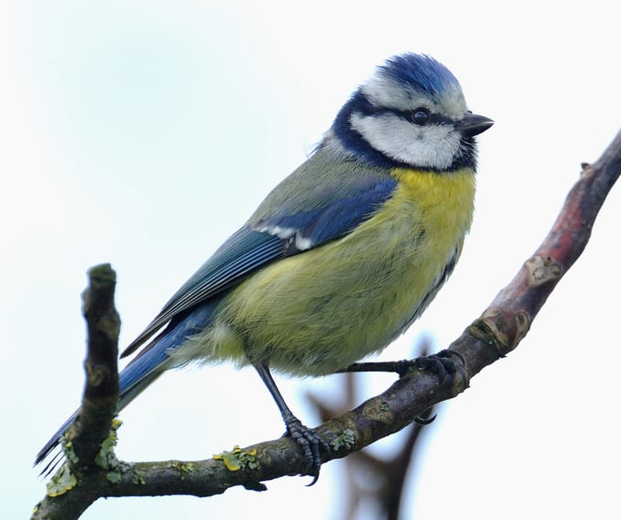 Blaumeise (Cyanistes caeruleus); Flachsee; 21-4-12