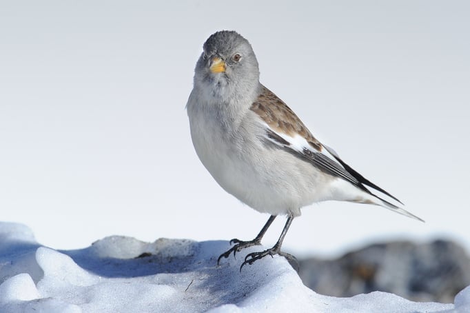 Schneefink, auch Schneesperling (Montifringilla nivalis)