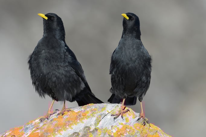 Alpendohle (Pyrrhocorax graculus)