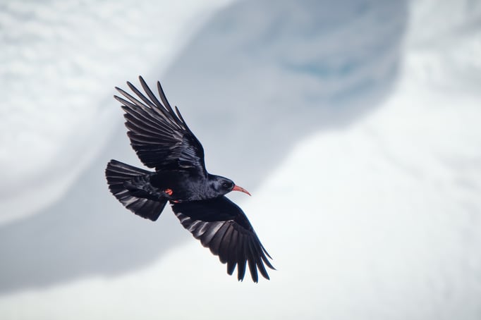 Alpenkrähe; Gemmi, 9.2.2022