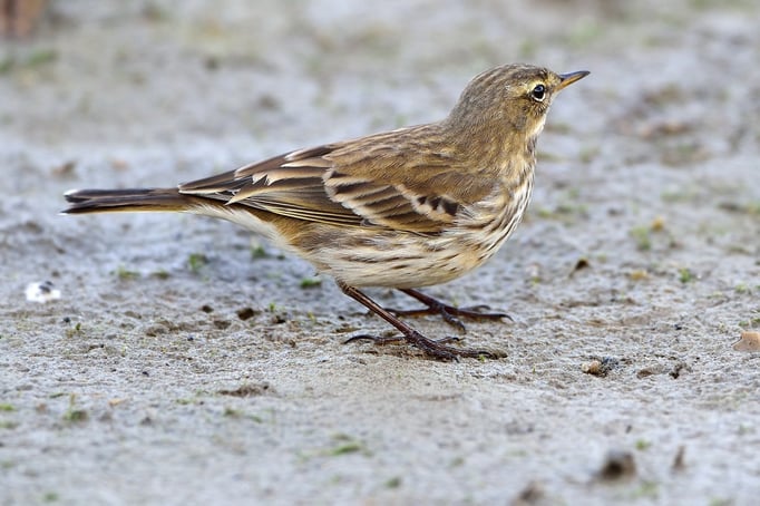 Bergpieper (Anthus spinoletta); 8. November 2015; Champ Pittet