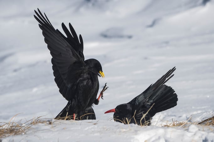 Alpendohle (Pyrrhocorax graculus) mit Alpenkrähe (Pyrrhocorax pyrrhocorax); 22.1.2017