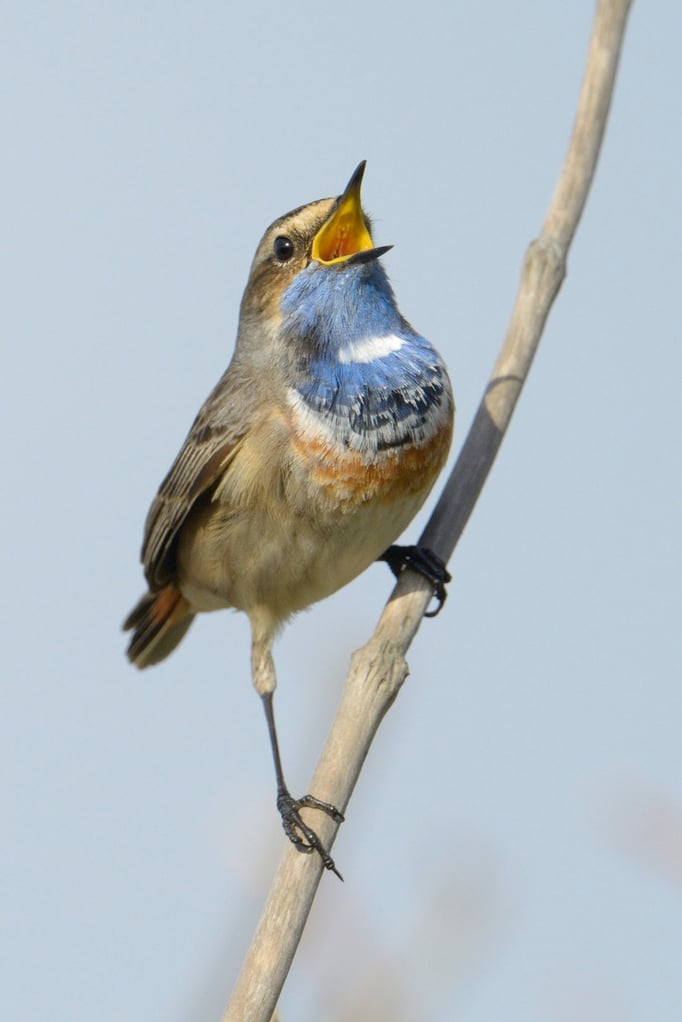  Blaukehlchen (Luscinia svecica)