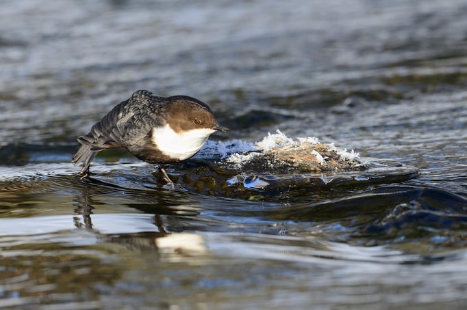 Wasseramsel oder Eurasische Wasseramsel (Cinclus cinclus)
