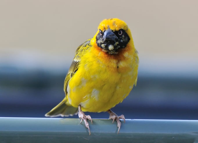 Maskenweber (Afrika)