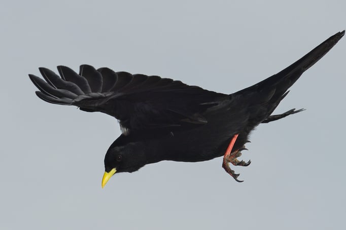 Alpendohle (Pyrrhocorax graculus)