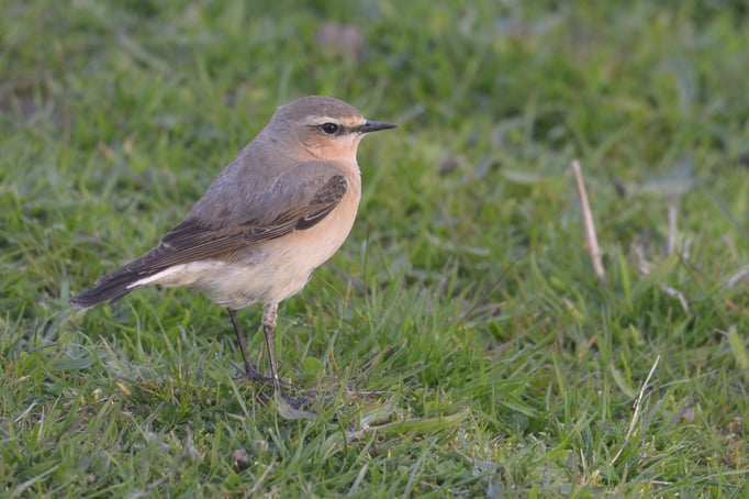 Steinschmätzer (Oenanthe oenanthe)