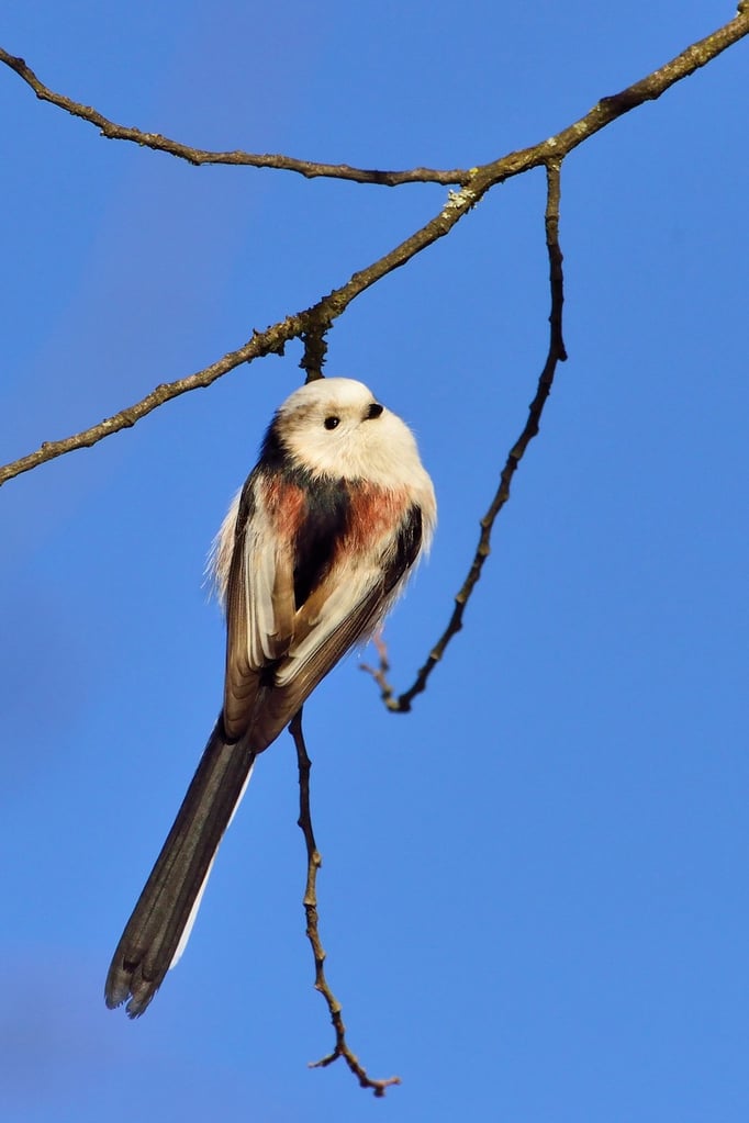 Schwanzmeise (Aegithalos caudatus); Stephanstag 2015; Lido Luzern