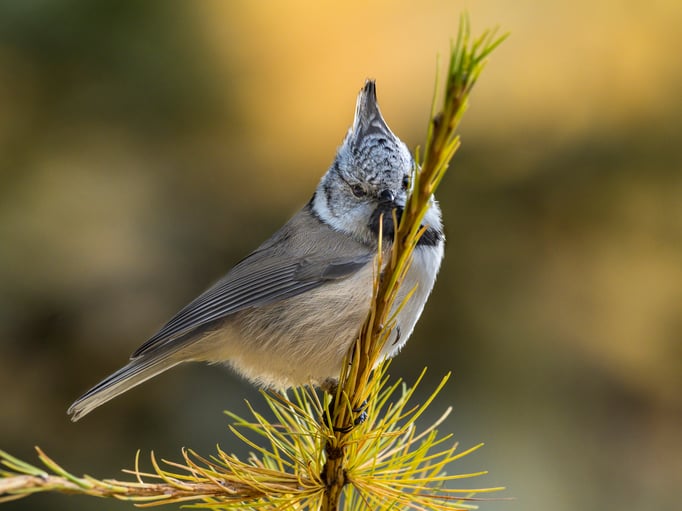 Haubenmeise; 20.10.2020; Stazersee