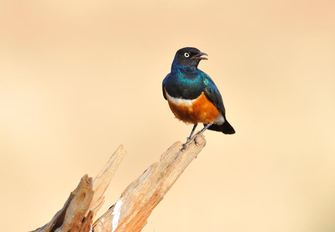 Dreifarben Glanzstar (Afrika)