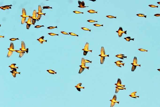 Bergfink oder Nordfink (Fringilla montifringilla); Vendlincourt; 01-14-12