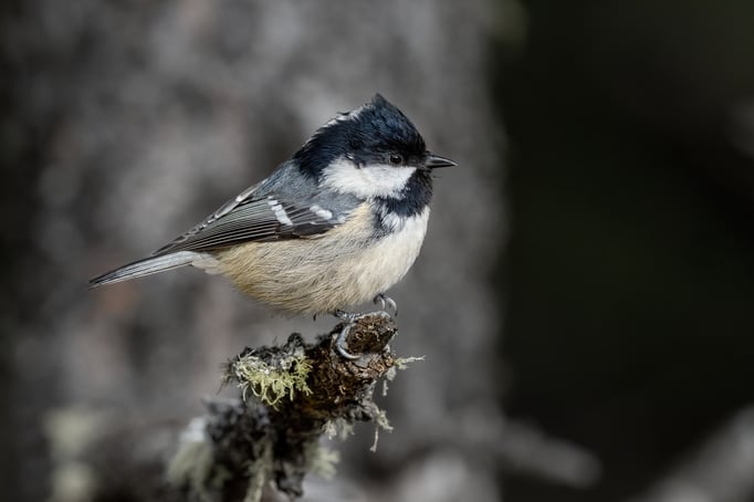 Tannenmeise; 20.10.2020; Stazersee