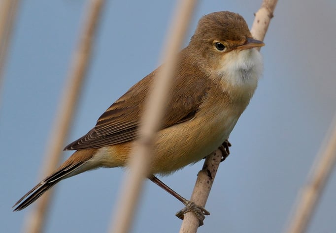 Sumpfrohrsänger (Acrocephalus palustris)