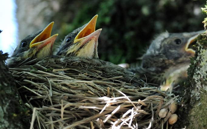 Wachholderdrossel Brut